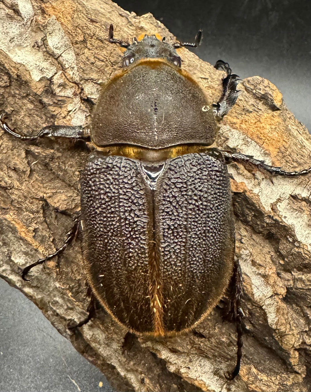 《ヘラクレス・ヘラクレス 148mm ペア》