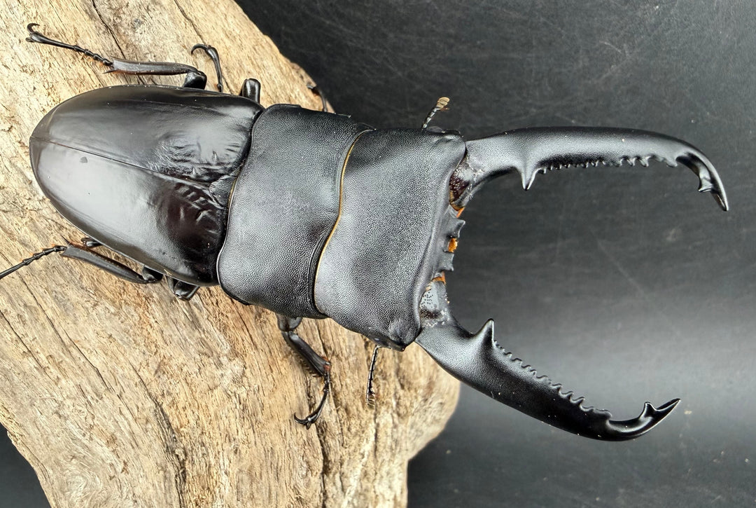 《パラワンオオヒラタ マンタリンガハン産 102mm ペア》