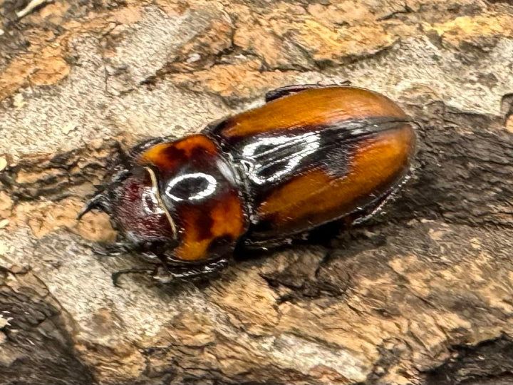 《ブルイジンノコギリ亜種ボーマンス ♂♀♀トリオ》