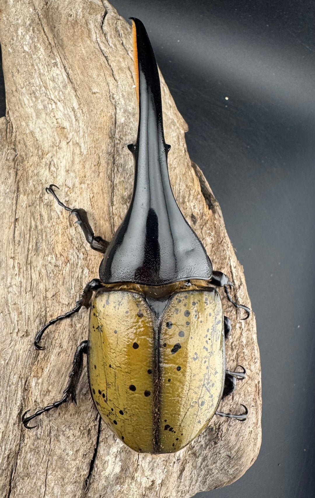 《ヘラクレス・ヘラクレス 133mm ♂単》