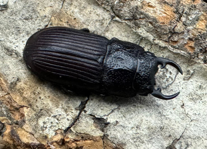 《ヤンソンネブトクワガタ Free ペア》わたくわ氏ブリード個体