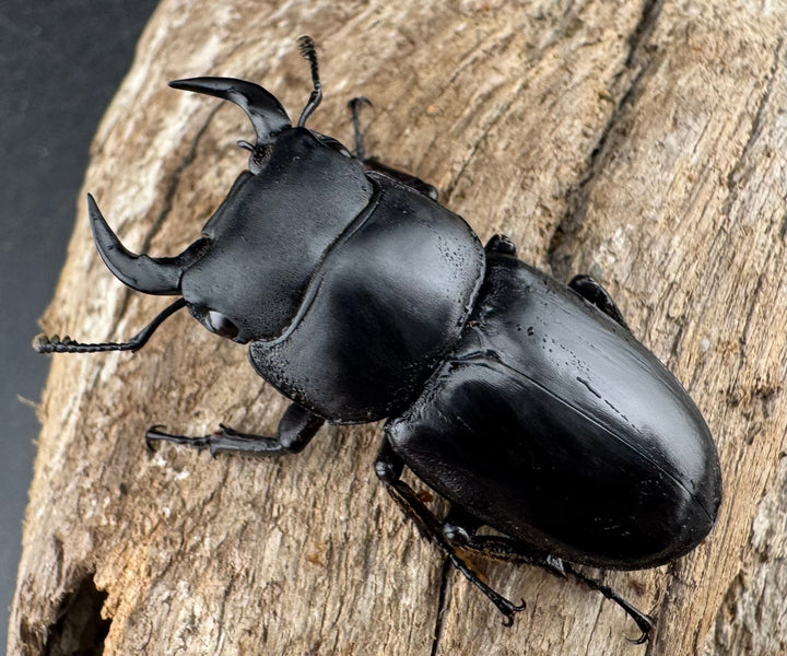 【WF4】即ブリ《カミジョウオオクワ 43mm ♂単》