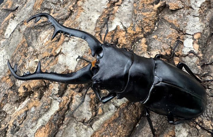 【WF1】《ギラファノコギリ原名亜種 タイ産 95mm ペア》②