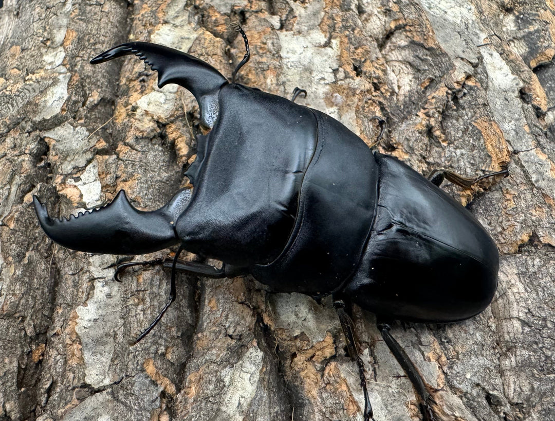 《スマトラオオヒラタ 95mm ペア》