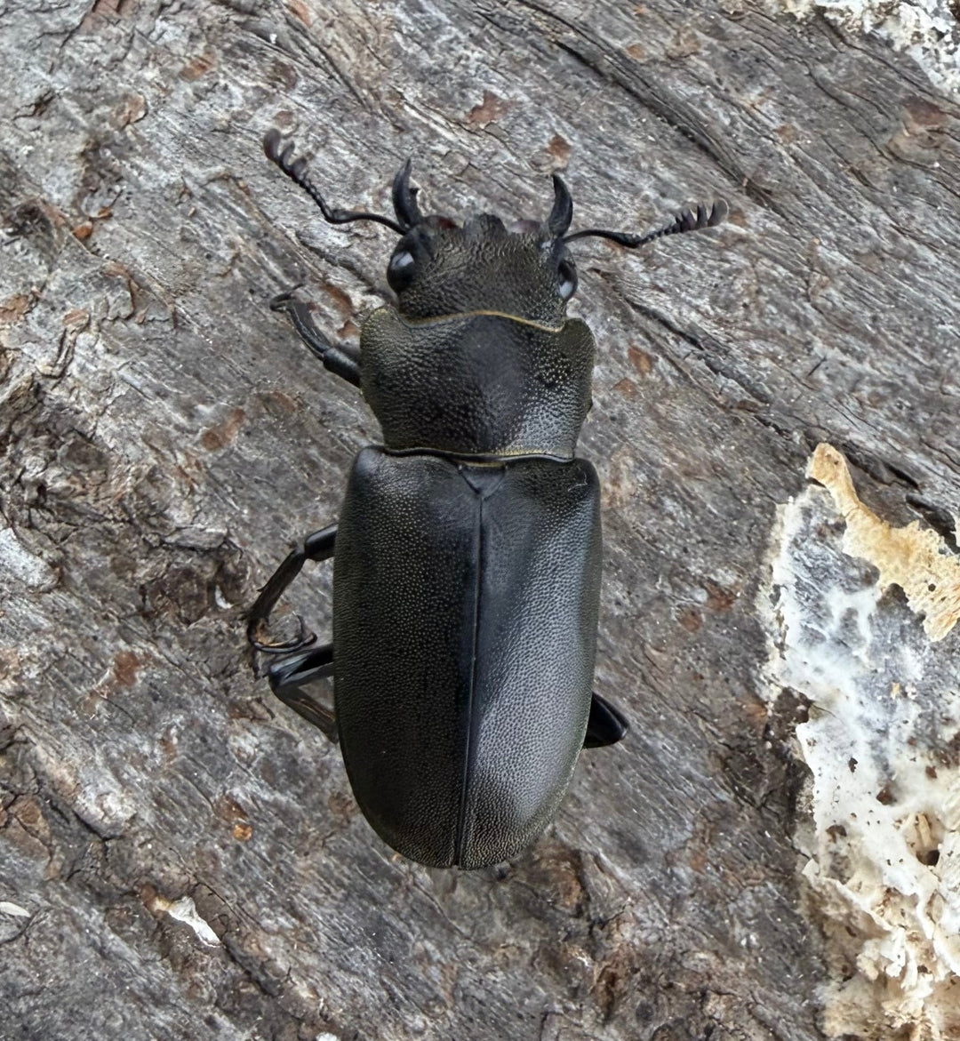 【WD】《メタリフェルホソアカ亜種フィナエ 85.5mm ペア》