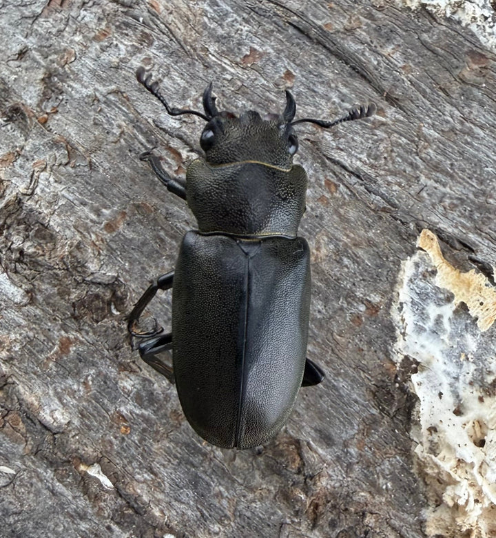 【WD】《メタリフェルホソアカ亜種フィナエ 85.5mm ペア》