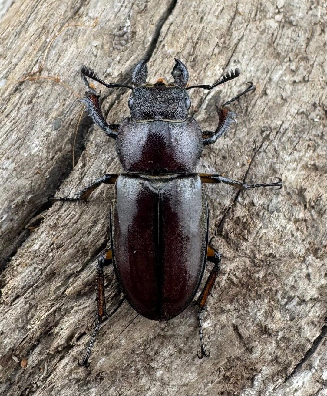 【WD】《ウーイーミヤマクワガタ 35mm♂♀♀トリオ》