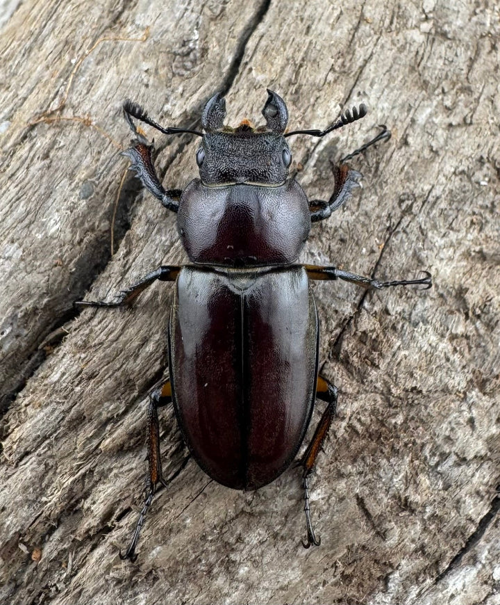 【WD】《ウーイーミヤマクワガタ 35mm♂♀♀トリオ》