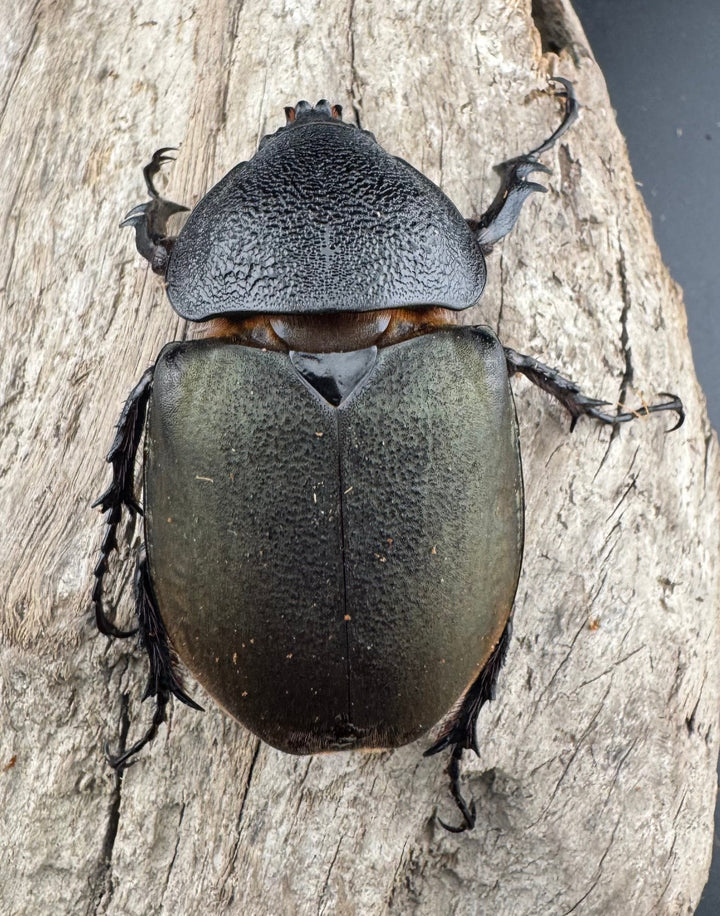 【WD】美形《ジャワコーカサスオオカブト 107mm ペア》