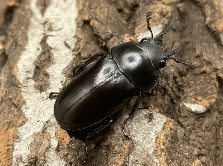 【WD】貴重種《ポレクトゥスノコギリクワガタ 48.5mmUP ペア》