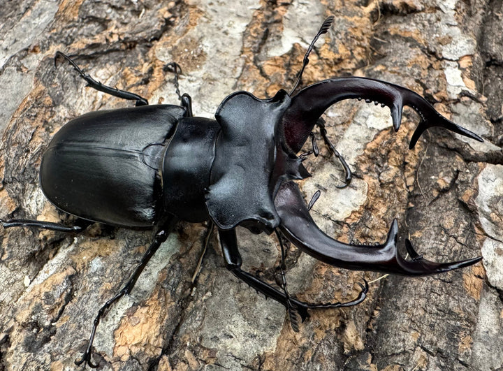 《アクベシアヌスミヤマ 80.5mm ペア》