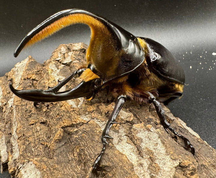 《サタンオオカブト 96mm ペア》