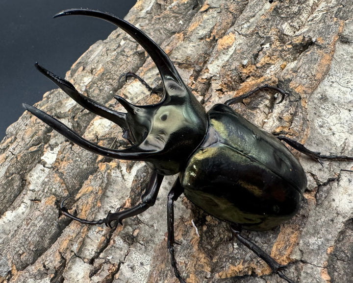 【WD】《ミンダナオアトラスオオカブト 90mm ペア》