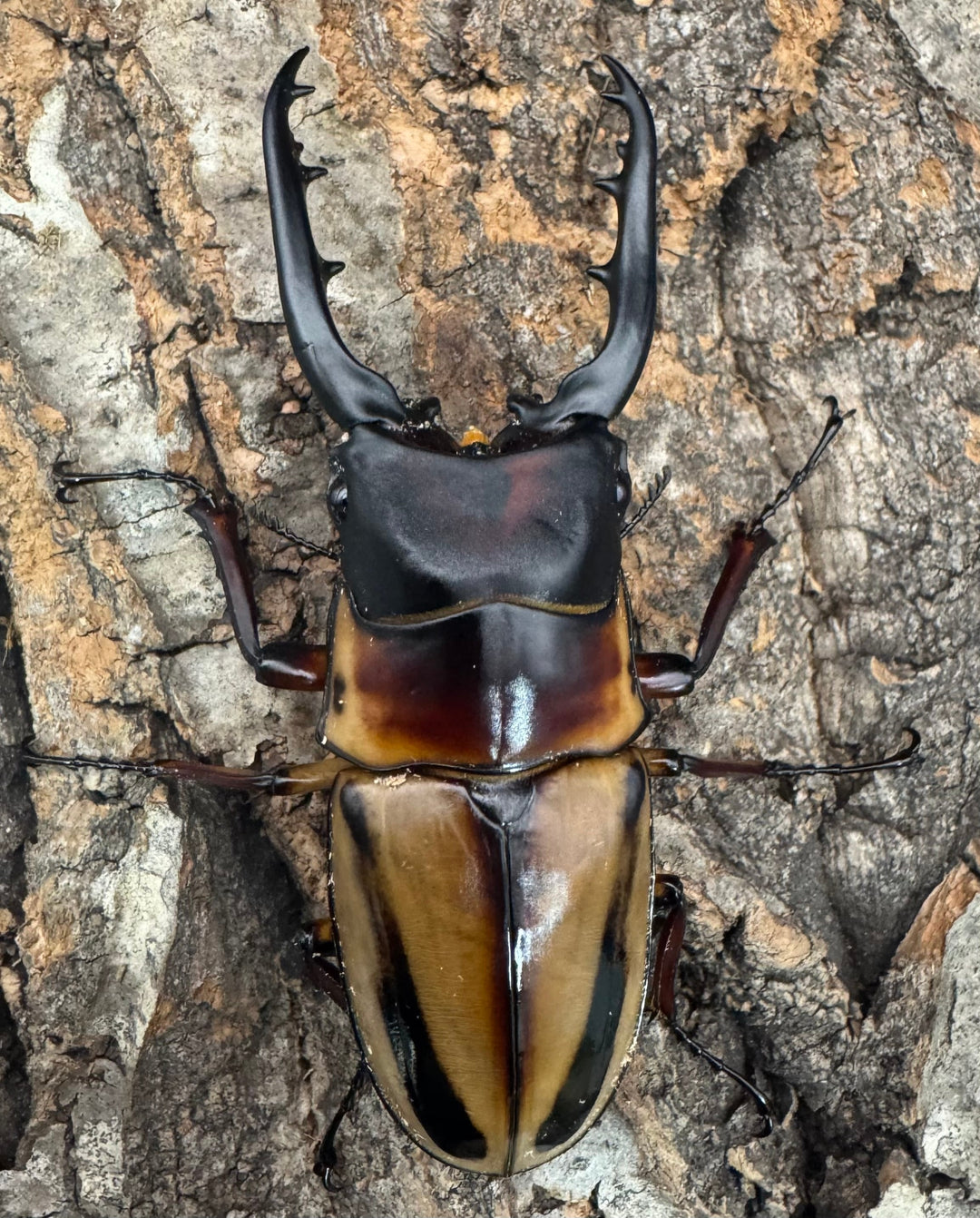 《ファブリースノコギリ亜種タカクワイ 79mm ペア》