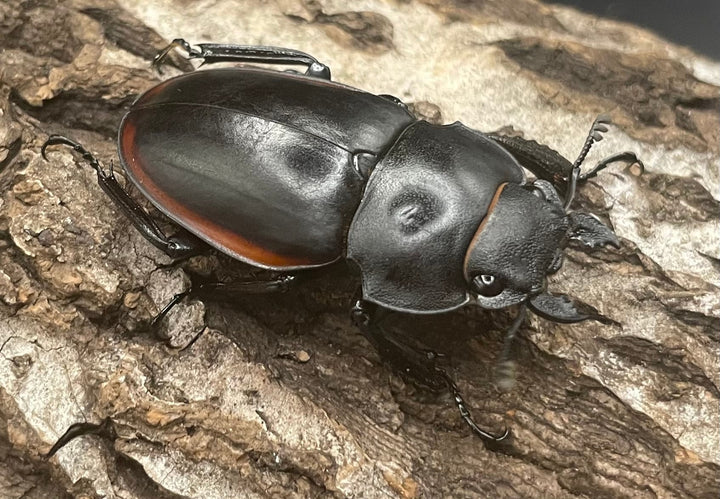 【WD】《クベラツヤクワガタ亜種sinensis ♀単》
