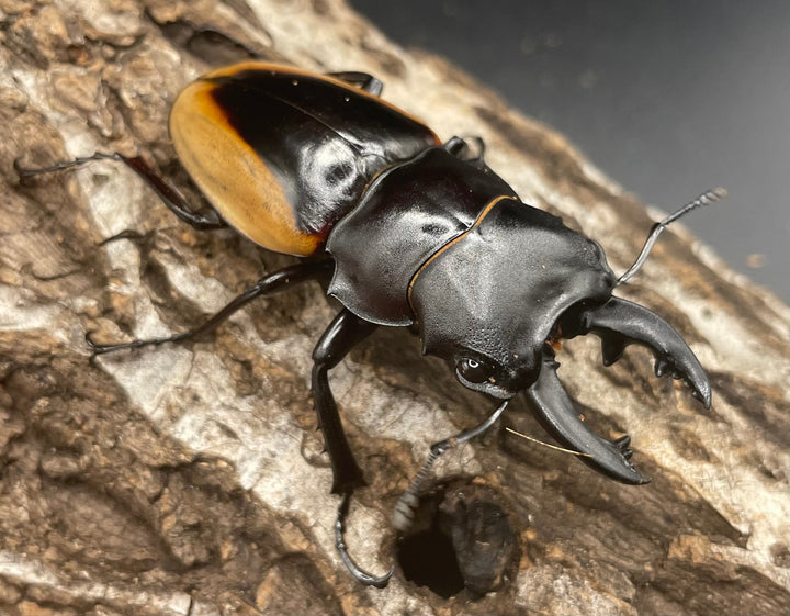 【WD】《クベラツヤクワガタ亜種fallaciosa 64mm ♂♀♀トリオ》