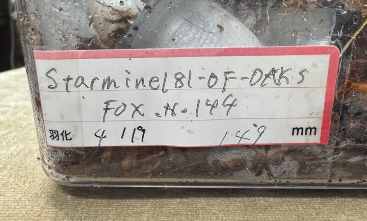 即ブリ《ヘラクレス・ヘラクレス 優良血統 149mm ペア》