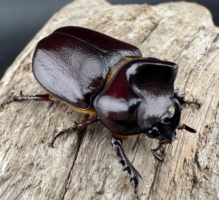 【WD】《クリイロムナコブサイカブト 32mm ペア》