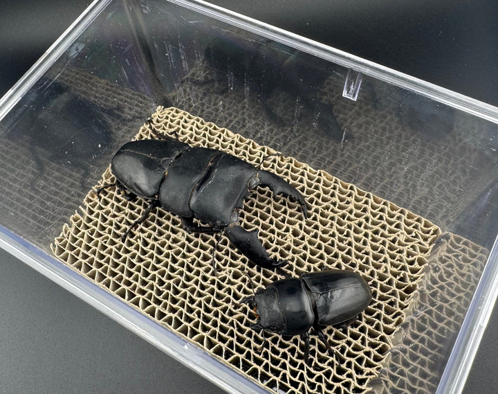 【ペアリング用】お見合いケース