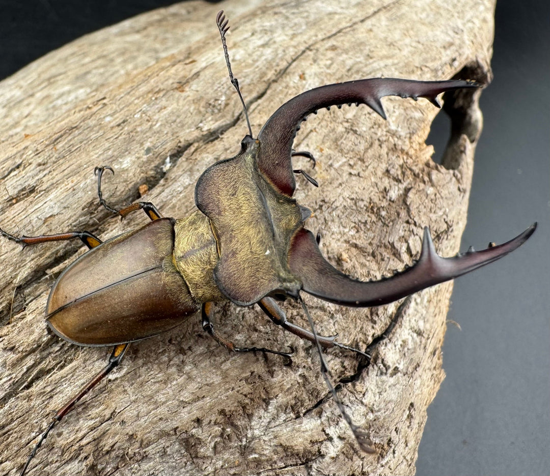 【WD】《フォルモサスミヤマクワガタ 50mm ペア》