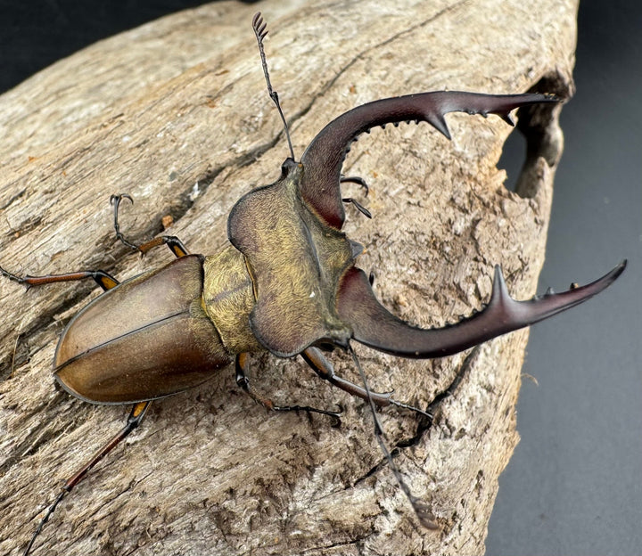 【WD】《フォルモサスミヤマクワガタ 50mm ペア》