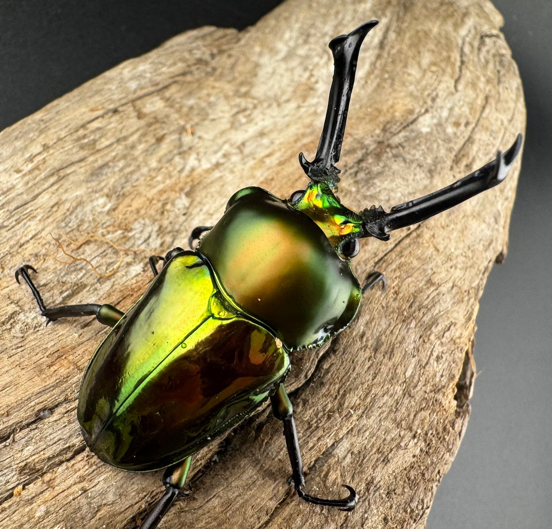 《ニジイロクワガタ 53mm ペア》