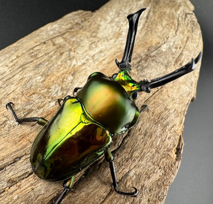 《ニジイロクワガタ 53mm ペア》