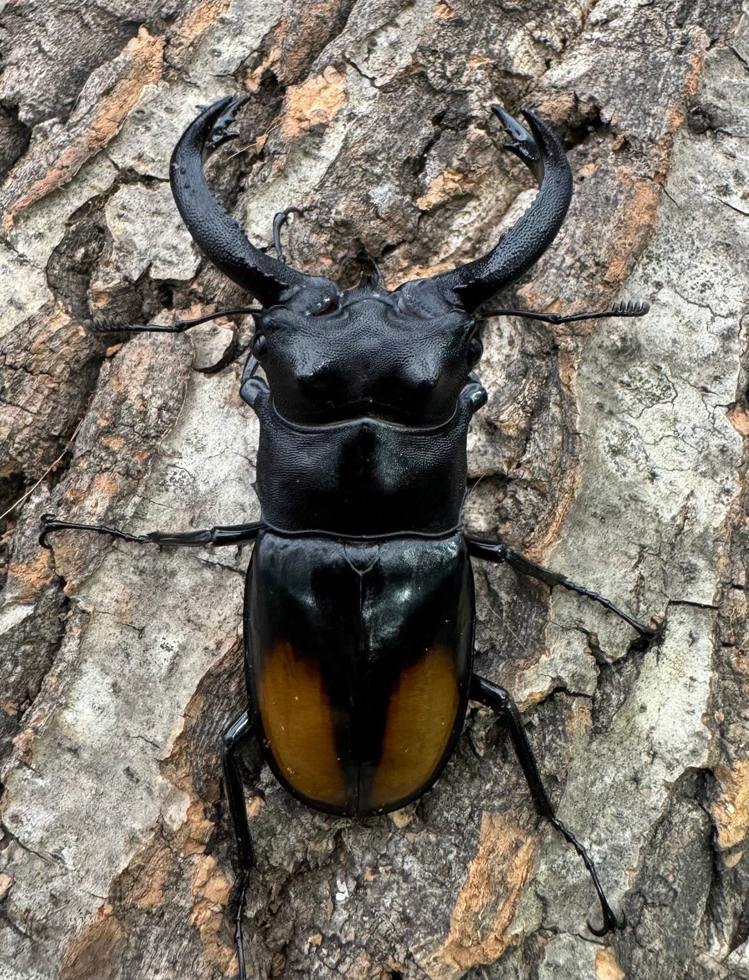 【WD】《セアカフタマタ（パリーフタマタ） 73mm ペア》