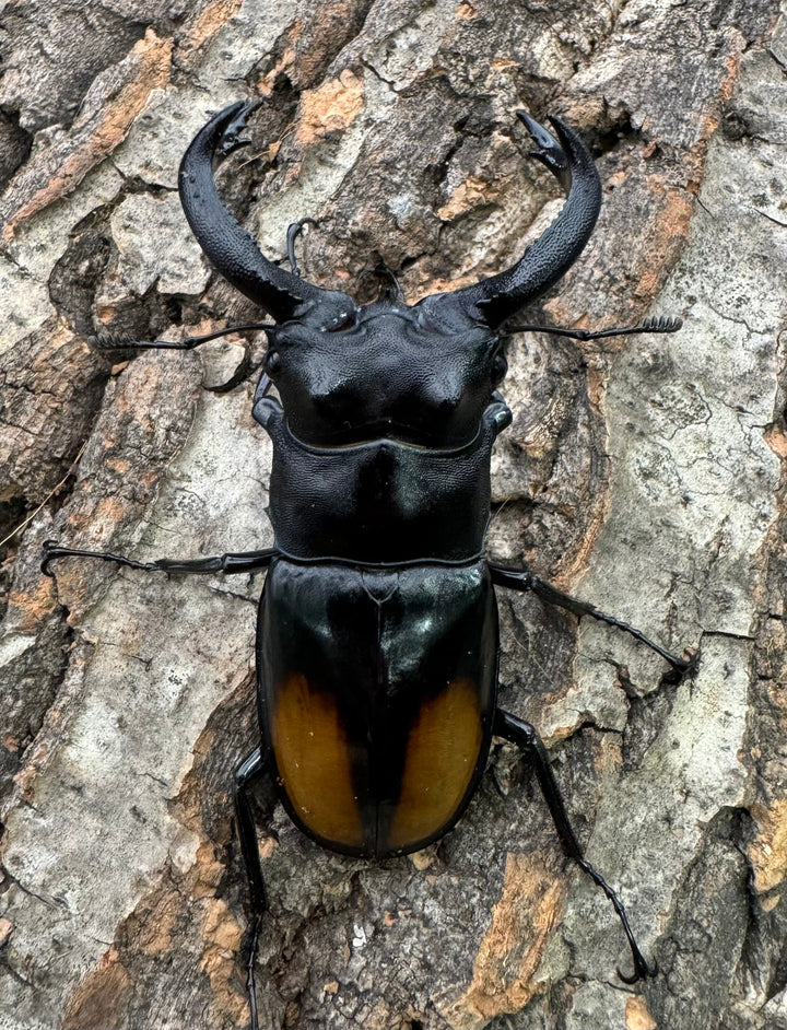 【WD】《セアカフタマタ（パリーフタマタ） 73mm ペア》