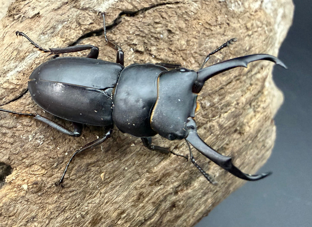 【F0】《コクワガタ 対馬産 38mm ♂♀♀トリオ》