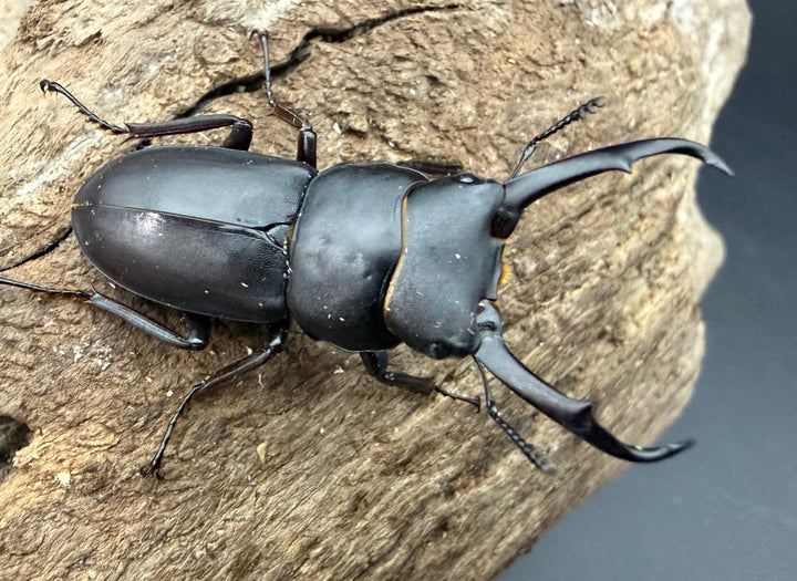 【F0】《コクワガタ 対馬産 38mm ♂♀♀トリオ》