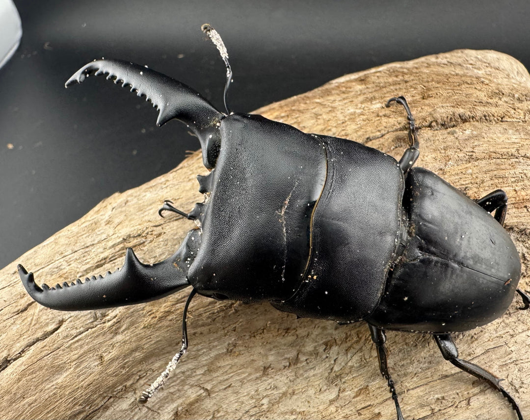 【WD】《パラワンオオヒラタ ガントン産 98mm ペア》