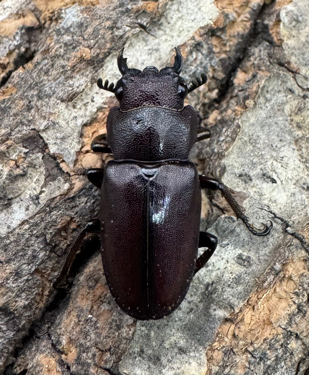 【美麗】《メタリフェルホソアカ 73mm ペア》わたくわ氏ブリード個体