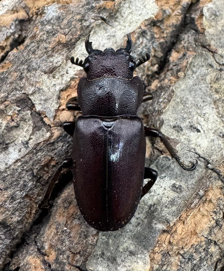 【美麗】《メタリフェルホソアカ 73mm ペア》わたくわ氏ブリード個体