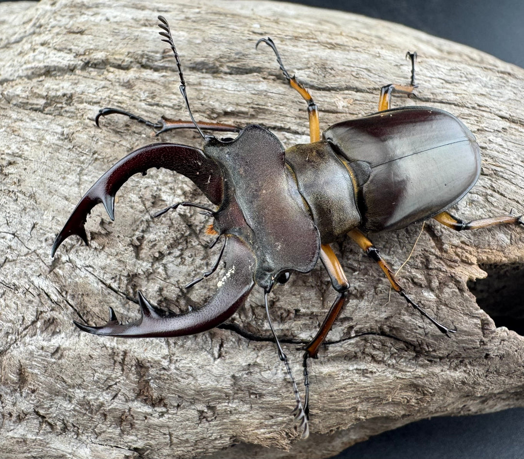 【WD】《フェアメイルミヤマ 雅安市産 55.5mm ペア》