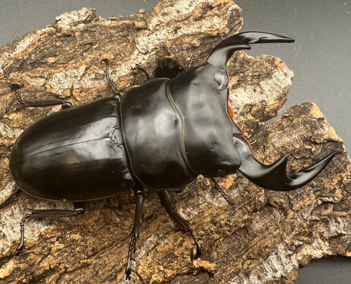 【WF1】《アンタエウスオオクワ カオバン産 75mm ペア》