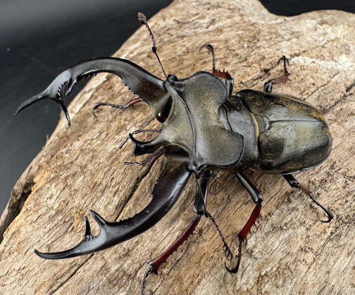 【WD】《チェンミヤマ メトク産 68mm ペア》