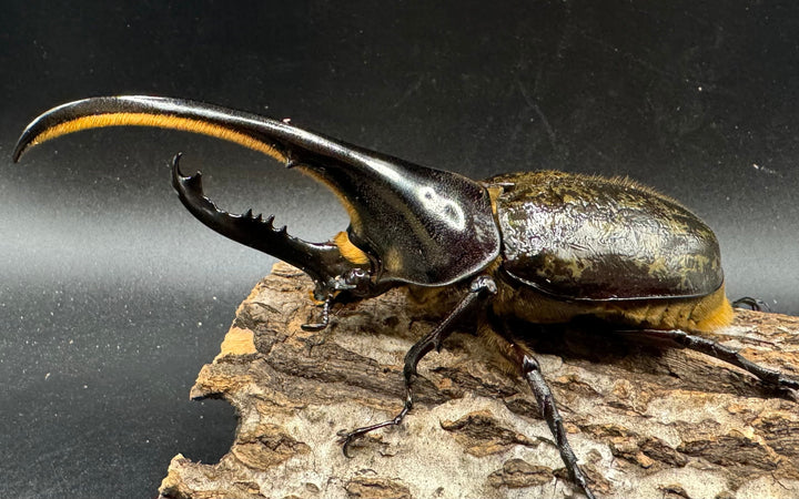 《ヘラクレス・ヘラクレス 126mm ペア》