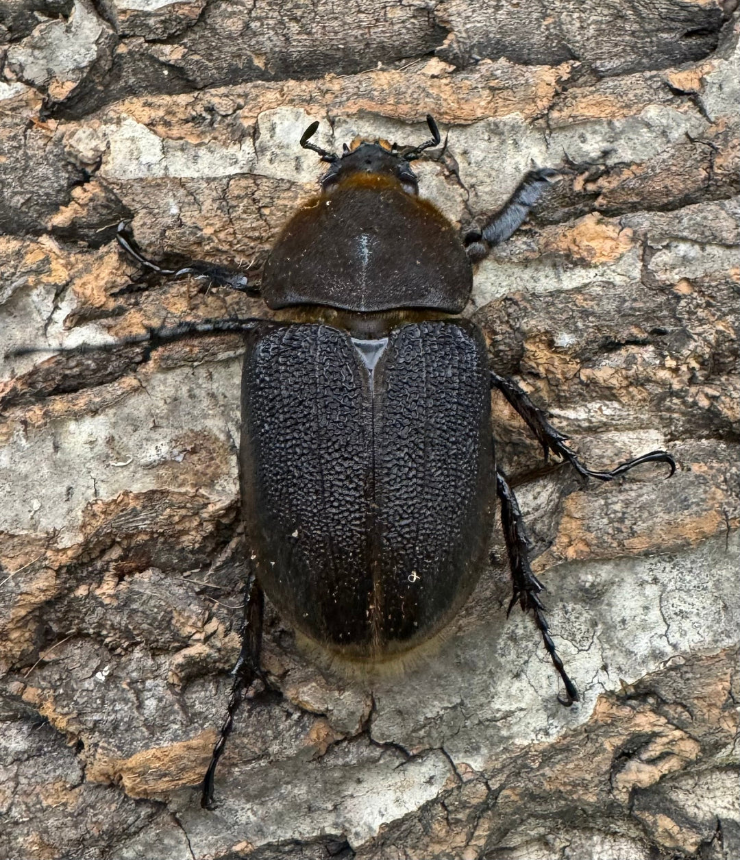 《ヘラクレス・ヘラクレス 132mm ペア》