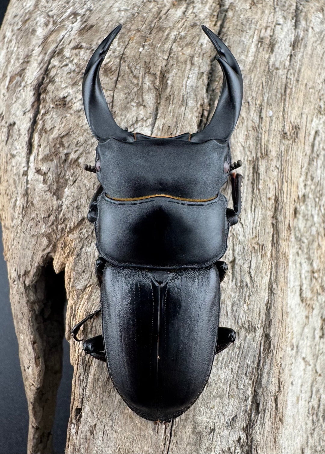 【赤目】《オオクワガタ レッドアイ 能勢産 57mm ペア》