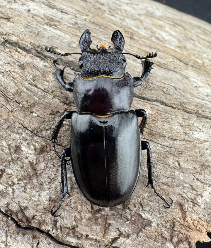 【WD】《フェアメイルミヤマ 雅安市産 54mm ペア》