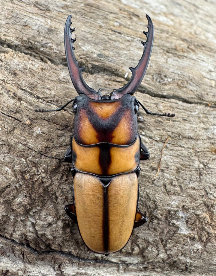 【WD】《スツラリスノコギリ 海南省産 41.5mm ペア》