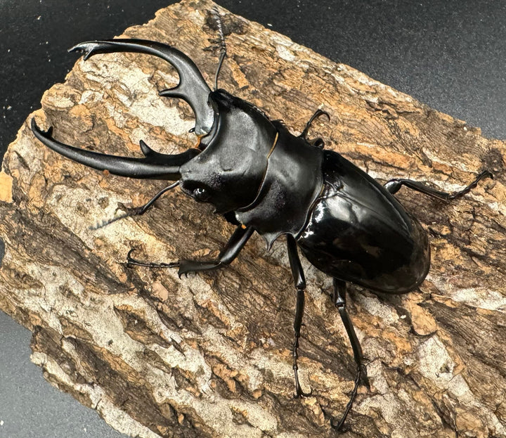 【WD】《インターメディアツヤクワガタ 84mm ペア》