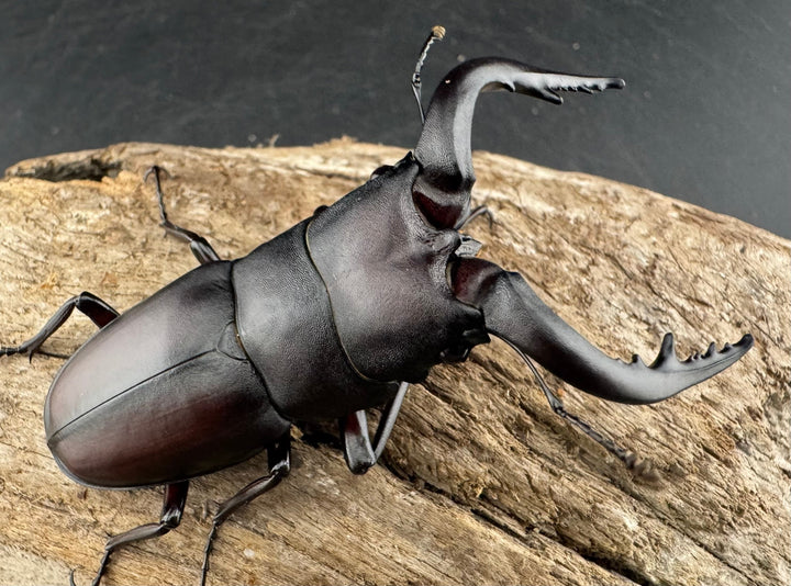 【WD】《ノコギリクワガタ 壱岐産 67mm ペア》