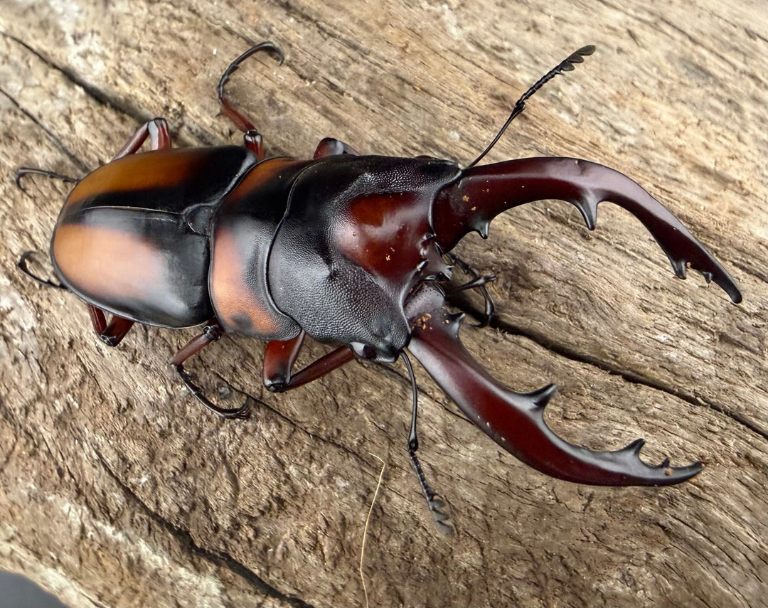 即ブリ《ミラビリスノコギリクワガタ 60mm ♂単》