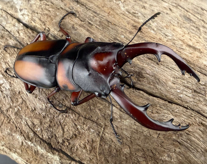 即ブリ《ミラビリスノコギリクワガタ 60mm ♂単》