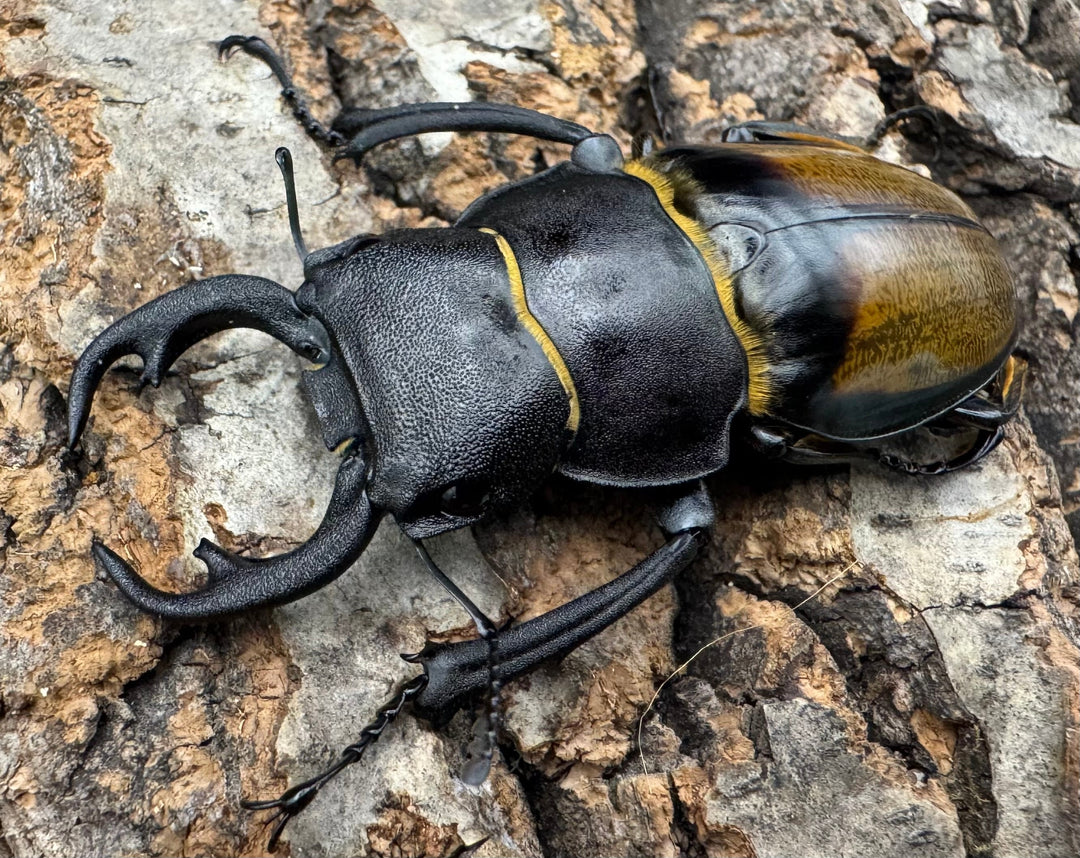 【WD】《キプルツヤクワガタ 58mm ペア》