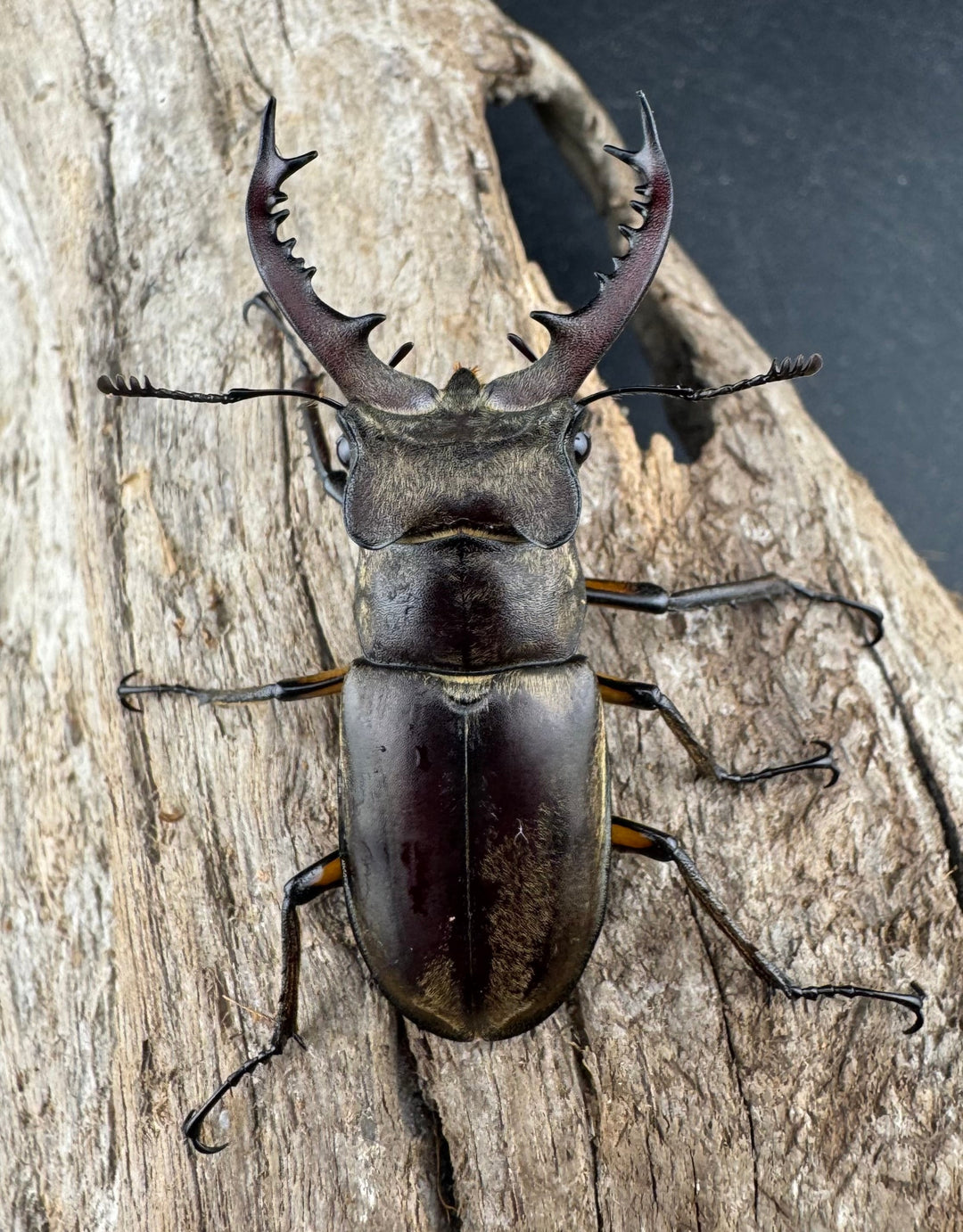 【WD】《ディボウスキーミヤマ原名亜種（チョウセンミヤマ） 遼寧省産 51mm A'品ペア》