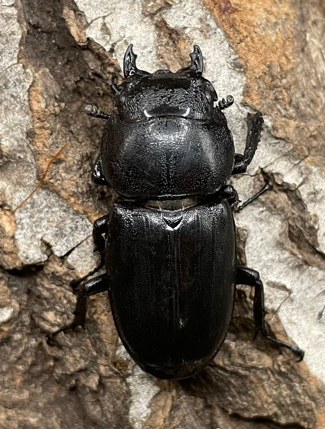 【WD】大型《カマリネスヒラタ 96mm B品ペア》