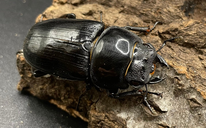 《ホペイオオクワガタ G70血統 76mm ペア》